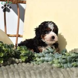 Riley/Mini Bernedoodle									Puppy/Female	/10 Weeks,Riley is a lively, bright-spirited micro Bernedoodle with a classic black tri coat and a heart full of fun. From the moment he began toddling around the whelping area, Riley has brought an unmistakable spark to the litter. He loves movement, engagement, and connection—always ready to chase a toy, discover a new space, or greet his people with confident enthusiasm. Riley isn’t just energetic; he’s wonderfully intelligent. He watches closely, learns quickly, and naturally enjoys interactive play, making him a fantastic candidate for early training and family involvement.