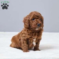 Cash/Miniature Poodle									Puppy/Male	/6 Weeks,Meet Cash, a sweet AKC registered Mini Poodle looking for a loving home. He is family raised and has been given lots of care and attention every day. Cash is vet checked and up to date on vaccines and dewormer, so he’s off to a healthy start. He loves people, enjoys playtime, and is happiest by your side. Cash will go home with a collar, a cozy blanket, and food to help him settle in.