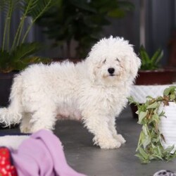Cayli/Bichon Frise									Puppy/Female	/6 Weeks,Cayli is an absolutely adorable AKC Bichon puppy with a heart as soft as her fluffy white curls. This sweet little girl has the brightest, most curious eyes and a playful spirit that makes everyone fall in love with her instantly. Whether she’s prancing around with her tiny paws, snuggling up for cuddles, or showing off her gentle, loving personality, Cayli brings pure joy wherever she goes. She’s the perfect mix of elegance and puppy mischief—an irresistibly cute little companion who’s clearly destined to be someone’s very best friend,