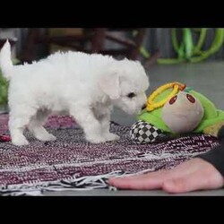 Cayli/Bichon Frise									Puppy/Female	/6 Weeks,Cayli is an absolutely adorable AKC Bichon puppy with a heart as soft as her fluffy white curls. This sweet little girl has the brightest, most curious eyes and a playful spirit that makes everyone fall in love with her instantly. Whether she’s prancing around with her tiny paws, snuggling up for cuddles, or showing off her gentle, loving personality, Cayli brings pure joy wherever she goes. She’s the perfect mix of elegance and puppy mischief—an irresistibly cute little companion who’s clearly destined to be someone’s very best friend,