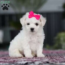 Cayli/Bichon Frise									Puppy/Female	/6 Weeks,Cayli is an absolutely adorable AKC Bichon puppy with a heart as soft as her fluffy white curls. This sweet little girl has the brightest, most curious eyes and a playful spirit that makes everyone fall in love with her instantly. Whether she’s prancing around with her tiny paws, snuggling up for cuddles, or showing off her gentle, loving personality, Cayli brings pure joy wherever she goes. She’s the perfect mix of elegance and puppy mischief—an irresistibly cute little companion who’s clearly destined to be someone’s very best friend,