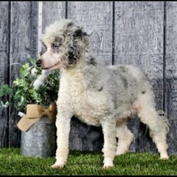 Jasper/Mini Bernedoodle									Puppy/Male	/15 Weeks,Meet Jasper! This sweet and adorable Mini Bernedoodle is looking for a forever family!