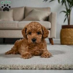 BELLA/Miniature Poodle									Puppy/Female	/10 Weeks,Are you looking for an awesome puppy ? This one would love to be your buddy !! Bred to bring joy and love to your life .This youngster is waiting for you . She is AKC reg and parents are genetic health test