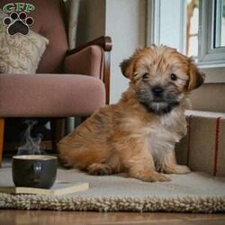 Lilly/Morkie / Yorktese									Puppy/Male	/11 Weeks,Are you looking for an awesome puppy ? This one would love to be your buddy !! Bred to bring joy and love to your life . This youngster is waiting on you .