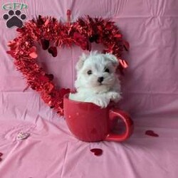 Princess tiny/Maltese									Puppy/Female	/8 Weeks, Princess is a very adorable little Maltese! She is  playful an well socialized just in time for Valentine’s day! She is vet checked, micro- chipped up to date on her shots and dewormer. She will be ready for her new home February 9th! For more information an to reserve this sweetheart call Katie today!
