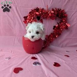 Princess tiny/Maltese									Puppy/Female	/8 Weeks, Princess is a very adorable little Maltese! She is  playful an well socialized just in time for Valentine’s day! She is vet checked, micro- chipped up to date on her shots and dewormer. She will be ready for her new home February 9th! For more information an to reserve this sweetheart call Katie today!