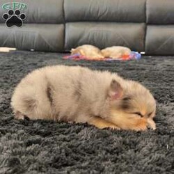 Finn/Pomeranian									Puppy/Male	/8 Weeks,Hi there! I’m Finn, an adorable little purebred AKC registered black tan merle Pomeranian boy with a fluffy coat, teddy bear looks, and beautiful coloring — including FOUR little feet with cute white toes! Both of my parents are around 6-7 pounds, so I should stay nice and small, making me a great little companion to take along and enjoy every day! I’m being raised by a loving family with daily handling and socialization so I’ll be ready to fit right into my forever family Here’s a little about me: Purebred AKC Registered Black Tan Merle Coloring FOUR Feet With White Toes Thick Fluffy Coat Teddy Bear Look Family Raised & Well Socialized Up To Date On Vaccines & Deworming Vet Checked Health Guarantee Included! Delivery is available right to your door! Contact my humans with any questions or to make me a part of your family!