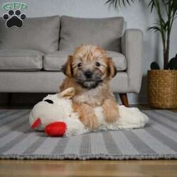 Lilly/Morkie / Yorktese									Puppy/Male	/11 Weeks,Are you looking for an awesome puppy ? This one would love to be your buddy !! Bred to bring joy and love to your life . This youngster is waiting on you .
