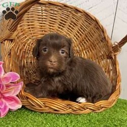 Roxy/Havanese									Puppy/Female	/13 Weeks,Hi there… I’m Roxy I may be little, but I already know how to make a big impression — just look at my perfect white socks on my back feet… aren’t they the cutest? I’m an AKC-registered, purebred chocolate Havanese girl, born on December 10, 2025, with a soft, fluffy coat and the sweetest personality you could ever hope for. I’m gentle, loving, and always ready for cuddles — the kind of puppy who fits right into your arms and your heart. I’ve been family raised and well socialized, so I’m used to attention, affection, and everyday life. I’ve also had all my important puppy care taken care of so you can bring me home with confidence: • Up to date on all shots & dewormings • Microchipped • Comes with a health guarantee • AKC registered I love being close to my people, soaking up love, and following you around like your little shadow And the best part? Delivery is available right to your door, so we can meet without the stress of travel. If you’ve been dreaming of a sweet, cuddly companion with a beautiful coat and adorable little socks… I might just be your perfect match Contact us today to reserve your new family member — I can’t wait to be yours!