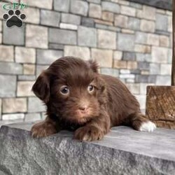Roxy/Havanese									Puppy/Female	/13 Weeks,Hi there… I’m Roxy I may be little, but I already know how to make a big impression — just look at my perfect white socks on my back feet… aren’t they the cutest? I’m an AKC-registered, purebred chocolate Havanese girl, born on December 10, 2025, with a soft, fluffy coat and the sweetest personality you could ever hope for. I’m gentle, loving, and always ready for cuddles — the kind of puppy who fits right into your arms and your heart. I’ve been family raised and well socialized, so I’m used to attention, affection, and everyday life. I’ve also had all my important puppy care taken care of so you can bring me home with confidence: • Up to date on all shots & dewormings • Microchipped • Comes with a health guarantee • AKC registered I love being close to my people, soaking up love, and following you around like your little shadow And the best part? Delivery is available right to your door, so we can meet without the stress of travel. If you’ve been dreaming of a sweet, cuddly companion with a beautiful coat and adorable little socks… I might just be your perfect match Contact us today to reserve your new family member — I can’t wait to be yours!
