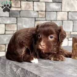 Roxy/Havanese									Puppy/Female	/13 Weeks,Hi there… I’m Roxy I may be little, but I already know how to make a big impression — just look at my perfect white socks on my back feet… aren’t they the cutest? I’m an AKC-registered, purebred chocolate Havanese girl, born on December 10, 2025, with a soft, fluffy coat and the sweetest personality you could ever hope for. I’m gentle, loving, and always ready for cuddles — the kind of puppy who fits right into your arms and your heart. I’ve been family raised and well socialized, so I’m used to attention, affection, and everyday life. I’ve also had all my important puppy care taken care of so you can bring me home with confidence: • Up to date on all shots & dewormings • Microchipped • Comes with a health guarantee • AKC registered I love being close to my people, soaking up love, and following you around like your little shadow And the best part? Delivery is available right to your door, so we can meet without the stress of travel. If you’ve been dreaming of a sweet, cuddly companion with a beautiful coat and adorable little socks… I might just be your perfect match Contact us today to reserve your new family member — I can’t wait to be yours!