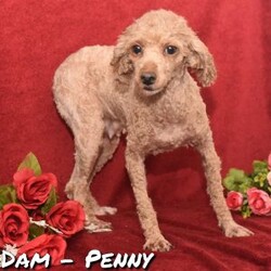 Preston/Miniature Poodle									Puppy/Male	/14 Weeks,Hi! I am an adorable Mini Poodle looking for a forever home. I promise to be your forever loyal friend and give unconditional love and lots of kisses. I was born on a mini farm in the country where it is very quiet and peaceful. My owners are not your everyday pet owners. They have a state-of-the-art kennel and specialize in poodles mini and toy also shitzus and teddy bears. There are also chickens on the farm that produce plenty of eggs for my owners. Bubbles is our family pet ready to greet you when you arrive to meet me. My parents are examined by a veterinarian on a regular basis for optimal health. 