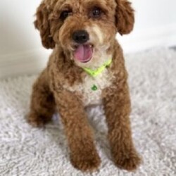 Mason/Mini Goldendoodle									Puppy/Male	/10 Weeks,We have Beautiful Mini Goldendoodle puppies available and ready for their new homes now! These are all very happy and friendly and would be a great addition to your home! They are very hypoallergenic with basically no shedding which is very nice! The puppies will grow to be 18-22 lbs as an adult. Mom is an 20 lb Goldendoodle and has the best temperament and super friendly! Dad is a 15 lb Mini Goldendoodle and has a great temperament as well! Both are beautiful and doing very well! They have both been health tested. The puppies will be vet checked and up to date on all vaccines and deworming. When purchasing a puppy with us you will receive a small bag of puppy food, a blanket with mom and litter scent, a favorite toy, a written one year health guarantee, and a health certificate from the vet. Reach out to us at anytime for more information or to schedule a visit with these sweet puppies! Shipping and delivery available for an additional fee. 