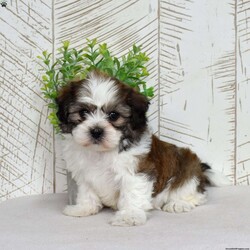 Kai/Teddy Bear									Puppy/Male	/December 30th, 2025,Kai may be small, but his confidence says otherwise. Shichons are bold little bundles of personality, and he wears it proudly. He’s playful, affectionate, and always ready to be involved in whatever you’re doing (yes, even folding laundry). With his fluffy coat and happy-go-lucky attitude, Kai brings energy, laughter, and nonstop tail wags wherever he goes.