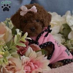 Zoe/Toy Poodle									Puppy/Female	/7 Weeks,Hello, we have a litter of Red Toy poodles that are now ready to go to their new homes, these are NOT some backyard bred mixed breed pups, these are AKC Registered purebred poodle pups from Champion Show Lines, I have 4 Males and 1 Female available, they will be up to date on vaccinations and deworming, they will also come with their AKC paperwork along with their shot records etc, my pups have been raised indoor under foot since birth, they have been fed premium food and filtered water since being weaned, they are super cute, playful and very loving, my pups will range in the 6.5 to 9lbs range when they are full grown, Ive got two males that are going to be on the smaller side (6 ish lbs wen full grown) and 2 males that will be a little bigger (7 to 9Lbs) we are looking for loving families that plan on taking great care of the puppy, no breeders or Kennels, only loving homes where they will live inside snuggled up with you, call or text if you would like to come see the pups, both Mom and Dad are here on site so you are welcome to come meet them as well, if you are not in the area we can meet at a halfway point as long as its a reasonable distance (within two hours) call or text