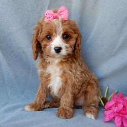 Daisy/Cavapoo									Puppy/Female	/11 Weeks,Turn winter’s gray days into warm moments with the perfect puppy! My name is Daisy and I have the sweetest little cavapoo face you have ever seen! I am sure with one look into my warm, sweet eyes I’ll be sure I will have captured your heart already! I am very happy, playful and very kid friendly! I stand out above the rest with my beautiful red coat with white markings and my sweet puppy eyes!! Full of personality and always ready to give amazing puppy kisses, I would love to fill your home with all of my puppy love! I have been vet checked and I am up to date on vaccinations and dewormings and I will also come with a 1-year guarantee with the option of extending it to a 3-year guarantee.  Shipping is available, so distance is not an issue! My mother is a Sunshine, sweet, loving 14# Cavalier, and my father is Blake, a 17# mini poodle! That makes me an F1 cavapoo and I will grow to approx. 14-17# and I will be hypoallergenic and nonshedding!! Why wait when you know I am meant to be yours? Call or text Martha to make me the newest addition to your family and get ready to spend a lifetime of tail wagging fun!   (7% sales tax on in home pickups)  