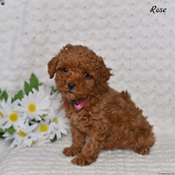 Rose/Toy Poodle									Puppy/Female	/9 Weeks,Our adorable Toy Poodle puppies are ready to find a loving home! These sweet, affectionate little companions have been raised with care and attention, making them well-socialized, playful, and eager to bond with their new families. Toy Poodles are known for their intelligence, gentle nature, and hypoallergenic coats, making them a wonderful choice for families, singles, or seniors alike. 