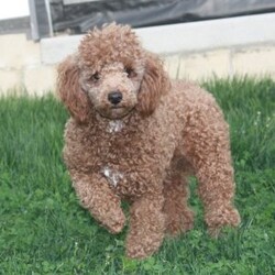 Remi/Mini Goldendoodle									Puppy/Female	/8 Weeks,Meet Remi! This sweet and adorable Mini Goldendoodle is looking for a forever family!