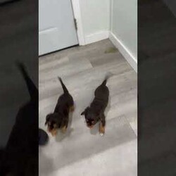 Chico/Cavalier King Charles Spaniel									Puppy/Male	/14 Weeks,Meet Chico! This sweet and adorable chocolate Cavalier King Charles Spaniel is looking for a forever family!