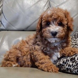 Lenny/Mini Goldendoodle									Puppy/Male	/12 Weeks,Looking for the perfect puppy to add sunshine to these chilly winter days? Look no further! My name is Lenny and I’m the sweetest F1b mini goldendoodle! One look into my warm, loving eyes and at my super soft fluffy coat and I’ll be sure to have captured your heart already! I’m very happy, playful and very kid friendly and I would love to fill your home with all my puppy love!! I have a very sweet personality, and I love giving kisses. I stand out above the rest with my sweet, loving personality and my beautiful red coat with white markings and my cute puppy eyes! I will come to you vet checked and up to date on all vaccinations and dewormings . I come with a 1-year guarantee with the option of extending it to a 3-year guarantee and shipping is available! My mother is Ellie, an F1 Goldendoodle weighing 23# and my father is Louie, a 12# mini Poodle and he is genetic tested! Both of my parents are very sweet and kid friendly which will make me the same!! I will grow to approx. 15-20# and I will be hypoallergenic and non shedding!!!… Why wait when you know I’m the one for you? Call or text Martha to make me the newest addition to your family and get ready to spend a lifetime of tail wagging fun with me! (7% sales tax on in home pickups)