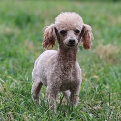 Noah/Maltipoo									Puppy/Male	/January 7th, 2026,Noah is a tan male Maltipoo puppy raised in a hands-on family environment with thoughtful early development and daily interaction. He receives daily interaction and thoughtful development to help him grow into a confident, well-adjusted companion.