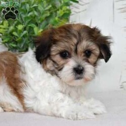 Kiwi/Teddy Bear									Puppy/Female	/December 30th, 2025,Kiwi is tiny, sweet, and packed with personality. Shichons are known for their affectionate hearts and playful streak, and she brings both in full force. She’s the type to follow you everywhere, supervise your daily tasks, and then demand belly rubs as payment. Soft, fluffy, and full of sparkle — Kiwi is equal parts cuddle bug and little comedian.