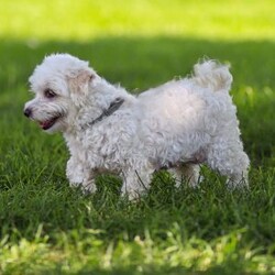 Luca/Maltipoo									Puppy/Male	/December 31st, 2025,Meet Luca, a tan male malti-poo puppy raised with intentional care, early socialization, and daily interaction to support confidence and companionship. He receives daily interaction and thoughtful development to help [him/her] grow into a confident, well-adjusted companion. Our goal is simple: to give each puppy a strong foundation—physically, emotionally, and socially—before he joins his forever family.