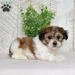 Kiwi/Teddy Bear									Puppy/Female	/December 30th, 2025,Kiwi is tiny, sweet, and packed with personality. Shichons are known for their affectionate hearts and playful streak, and she brings both in full force. She’s the type to follow you everywhere, supervise your daily tasks, and then demand belly rubs as payment. Soft, fluffy, and full of sparkle — Kiwi is equal parts cuddle bug and little comedian.
