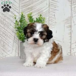 Kellogg/Teddy Bear									Puppy/Male	/December 30th, 2025,Kellogg is a whole bowl of fun. He’s bouncy, cheerful, and full of that classic Shichon charm. These pups are known for being adaptable and family-friendly, and Kellogg is no exception — he’ll happily play with the kids, greet the neighbors, and then curl up like a pro snuggler. His plush coat and expressive face make it nearly impossible to tell him “no”… trust me, he knows it too.