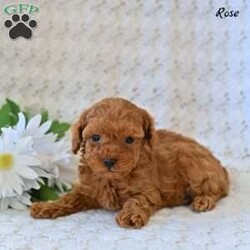 Rose/Toy Poodle									Puppy/Female	/9 Weeks,Our adorable Toy Poodle puppies are ready to find a loving home! These sweet, affectionate little companions have been raised with care and attention, making them well-socialized, playful, and eager to bond with their new families. Toy Poodles are known for their intelligence, gentle nature, and hypoallergenic coats, making them a wonderful choice for families, singles, or seniors alike. 