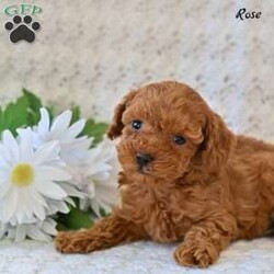 Rose/Toy Poodle									Puppy/Female	/9 Weeks,Our adorable Toy Poodle puppies are ready to find a loving home! These sweet, affectionate little companions have been raised with care and attention, making them well-socialized, playful, and eager to bond with their new families. Toy Poodles are known for their intelligence, gentle nature, and hypoallergenic coats, making them a wonderful choice for families, singles, or seniors alike. 