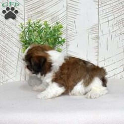 Kai/Teddy Bear									Puppy/Male	/December 30th, 2025,Kai may be small, but his confidence says otherwise. Shichons are bold little bundles of personality, and he wears it proudly. He’s playful, affectionate, and always ready to be involved in whatever you’re doing (yes, even folding laundry). With his fluffy coat and happy-go-lucky attitude, Kai brings energy, laughter, and nonstop tail wags wherever he goes.