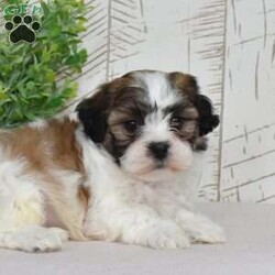 Kellogg/Teddy Bear									Puppy/Male	/December 30th, 2025,Kellogg is a whole bowl of fun. He’s bouncy, cheerful, and full of that classic Shichon charm. These pups are known for being adaptable and family-friendly, and Kellogg is no exception — he’ll happily play with the kids, greet the neighbors, and then curl up like a pro snuggler. His plush coat and expressive face make it nearly impossible to tell him “no”… trust me, he knows it too.