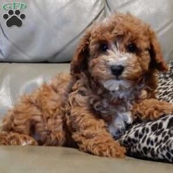 Lenny/Mini Goldendoodle									Puppy/Male	/12 Weeks,Looking for the perfect puppy to add sunshine to these chilly winter days? Look no further! My name is Lenny and I’m the sweetest F1b mini goldendoodle! One look into my warm, loving eyes and at my super soft fluffy coat and I’ll be sure to have captured your heart already! I’m very happy, playful and very kid friendly and I would love to fill your home with all my puppy love!! I have a very sweet personality, and I love giving kisses. I stand out above the rest with my sweet, loving personality and my beautiful red coat with white markings and my cute puppy eyes! I will come to you vet checked and up to date on all vaccinations and dewormings . I come with a 1-year guarantee with the option of extending it to a 3-year guarantee and shipping is available! My mother is Ellie, an F1 Goldendoodle weighing 23# and my father is Louie, a 12# mini Poodle and he is genetic tested! Both of my parents are very sweet and kid friendly which will make me the same!! I will grow to approx. 15-20# and I will be hypoallergenic and non shedding!!!… Why wait when you know I’m the one for you? Call or text Martha to make me the newest addition to your family and get ready to spend a lifetime of tail wagging fun with me! (7% sales tax on in home pickups)
