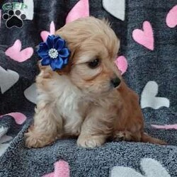 Champ/Toy Poodle Mix									Puppy/Male	/8 Weeks,Meet sweet lil Champ!! Family raised with love well socialized with children and adults caring heart who will always be there comforting you with lots of love! We have 3 children so our fur-babies get lots of attention/Snuggles!!!! If you want to meet, contact Susan to schedule a visit im a at home mom so im pretty available! You would get along vet certificate, microchip numbers, health records, warranty that’s good for up to 1 year and a lil baggy food!! 