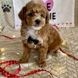 Grant/Toy Poodle									Puppy/Male	/11 Weeks,Meet Grant! These sweet AKC-registered Toy Poodle puppies are raised with lots of love and attention. They are microchipped and come from genetically tested parents, Rambo (4.5 lbs) and Brinley (8.5 lbs). Each puppy is vet checked, up to date on shots and wormer, and goes home with a 30-day health guarantee plus a 2-year genetic health guarantee. Raised around kids, they are well socialized, playful, and affectionate with great little temperaments. They’re truly wonderful pups looking for loving homes. Grant is 100 genetically clear and has an approximated adult weight of 6-8 lbs.