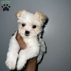 Cyrus/Yorkie									Puppy/Male	/12 Weeks,Cyrus is a handsome white and tan boy with lots of personality very playful and loving will definitely steal your heart out your chest and fill your home with warmth