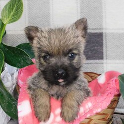 Yvonne/Cairn Terrier									Puppy/Female	/January 19th, 2026,Meet Yvonne! A playful,  active ball of fun! She is the smallest of the litter, but don’t let that fool you,  she can handle her own end just fine! She loves to explore and play.  Se has plenty of energy for lots of fun times!  She is up to date with shots and wormer, she is vet checked and is in excellent health.  She comes with ACA registration papers,  a small bag of her current food and a scent blankie to help smooth the transition to a new home. 