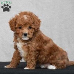 Wyola/Cavapoo									Puppy/Female	/8 Weeks,To contact the breeder about this puppy, click on the “View Breeder Info” tab above.