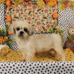 Casper/Lhasa-Poo									Puppy/Male	/7 Weeks,Meet your new BFF, Casper! This adorable Lhasa-Poo puppy is vet checked & up to date on shots & wormer. He can be registered, plus comes with a health guarantee provided by the breeder! Casper is well socialized & currently being family raised with children!