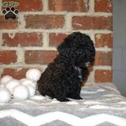 Sophie/Yorkie Poo									Puppy/Female	/November 13th, 2025,Meet your new BFF, Sophie! This precious Yorkie-Poo puppy is vet checked & up to date on shots & wormer, plus comes with a health guarantee provided by the breeder! Sophie is well socialized & currently being family raised!