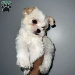 Cyrus/Yorkie									Puppy/Male	/12 Weeks,Cyrus is a handsome white and tan boy with lots of personality very playful and loving will definitely steal your heart out your chest and fill your home with warmth