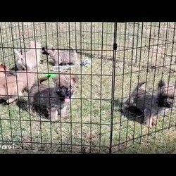 Yvonne/Cairn Terrier									Puppy/Female	/January 19th, 2026,Meet Yvonne! A playful,  active ball of fun! She is the smallest of the litter, but don’t let that fool you,  she can handle her own end just fine! She loves to explore and play.  Se has plenty of energy for lots of fun times!  She is up to date with shots and wormer, she is vet checked and is in excellent health.  She comes with ACA registration papers,  a small bag of her current food and a scent blankie to help smooth the transition to a new home. 