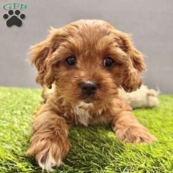 Rocky/Cavapoo									Puppy/Male	/8 Weeks,Hi my name is Rocky! I am a blonde with white cavapoo. My mom is a blenheim akc cavailer, and my dad is a red akc poodle. I love to play and cuddle.  I have been family raised around small children. I am currently working on my social skills. I have been vet checked and microchipped. I come with a one year genetic health guarantee. I am current on all vaccines and de-wormer. I will bring a mama blanket to my new home, it has her scent on it so it helps me adjust better. If you would like additional information please call or text Aaron. He can also send you more pictures or a video. If you would like we can also Facetime. Delivery options available. 