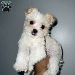 Cyrus/Yorkie									Puppy/Male	/12 Weeks,Cyrus is a handsome white and tan boy with lots of personality very playful and loving will definitely steal your heart out your chest and fill your home with warmth