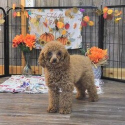 Casper/Lhasa-Poo									Puppy/Male	/7 Weeks,Meet your new BFF, Casper! This adorable Lhasa-Poo puppy is vet checked & up to date on shots & wormer. He can be registered, plus comes with a health guarantee provided by the breeder! Casper is well socialized & currently being family raised with children!