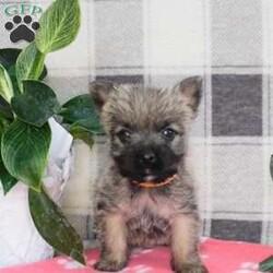 Yvonne/Cairn Terrier									Puppy/Female	/January 19th, 2026,Meet Yvonne! A playful,  active ball of fun! She is the smallest of the litter, but don’t let that fool you,  she can handle her own end just fine! She loves to explore and play.  Se has plenty of energy for lots of fun times!  She is up to date with shots and wormer, she is vet checked and is in excellent health.  She comes with ACA registration papers,  a small bag of her current food and a scent blankie to help smooth the transition to a new home. 
