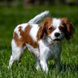 Casey/Cavapoo									Puppy/Male	/9 Weeks,Casey is a stunning male F1 Cavapoo with a striking blue merle coat and a bright, expressive face that immediately draws attention. His unique coloring paired with his soft features gives him a standout presence, while his early temperament appears balanced and attentive. 