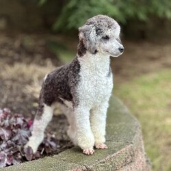 Ricky/Saint Berdoodle									Puppy/Male	/10 Weeks,Meet Ricky, a very cute F1B Miniature Saint Bernedoodle boy with the sweetest personality and the most irresistible fluffy coat! This handsome little guy is full of charm, curiosity, and playful energy, always ready to explore his surroundings or cuddle up right by your side. Ricky has a gentle, loving nature and a happy tail that never seems to stop wagging. He’s smart, affectionate, and eager to please, making him a wonderful companion for families of all ages. Whether he’s romping around during playtime or snuggling in for a cozy nap, Ricky is sure to fill your home with laughter, love, and puppy kisses.