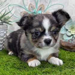 Adopt a dog:Franky/Chihuahua/Female/January 7, 2026,Hi, I'm Franky! I'm a 9-week-old male Chihuahua with a beautiful blue merle coat, born on January 7. I am ready now to plan my trip to my forever family. Once I reach my adult size, I'm expected to weigh between 6–8 lbs. I'm AKC registered. Your heart is the perfect home for my puppy love.